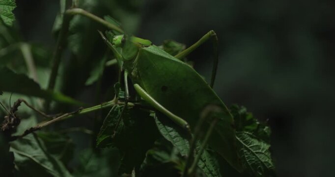 This video shows a green praying mantis on a branch. The mantis is perfectly camouflaged among the leaves, which helps it to ambush its prey. The mantis is shown from different angles, and the video