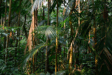Sun in the Brazilian jungle moss forest selva