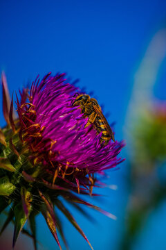 Bine auf Bl&uuml;te in der Natur 