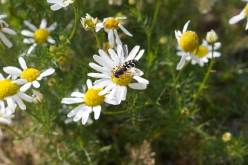 a bug on a white flower
