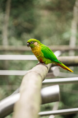 Green parrot sitting on the branch