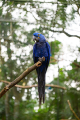 Macaw flying in the natural park
