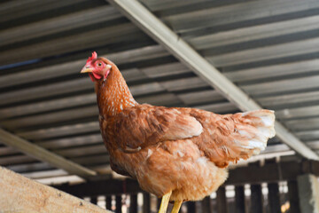 Portrait of a fat and healthy chicken in a wooden cage with a golden chicken color