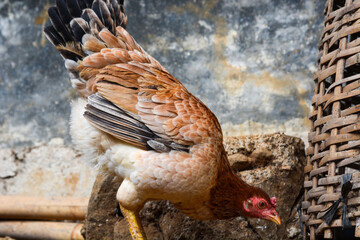 Portrait of a fat and healthy chicken in a wooden cage with a golden chicken color
