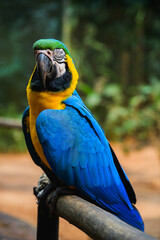 Macaw flying in the natural park