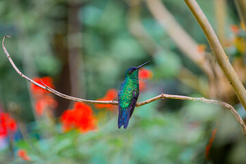 Hummingbird on the branch flying away