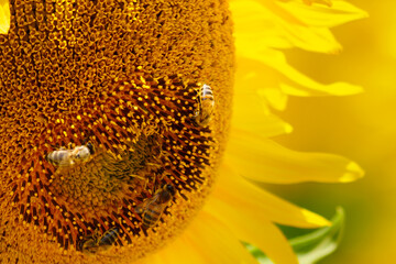 Blooming sunflower with honey bee