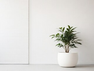 White walls and a small plant background