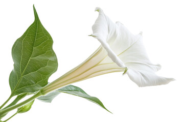 White flower with trumpet shape and green leaves, cut out - stock png.