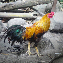 rooster in the farm