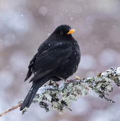 Eurasian blackbird or common blackbird (Turdus merula) male in snowfall sitting on a branch in early spring.	
