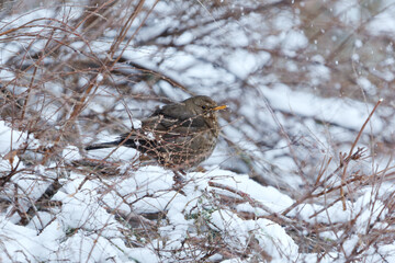 Eurasian blackbird or common blackbird (Turdus merula) female perched in a snowy bush hiding from the snowfall in early spring.