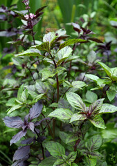 Different varieties of basil in the garden
