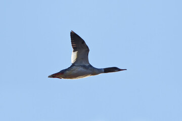 Goosander or common merganser (Mergus merganser) female flying in the sky in spring.