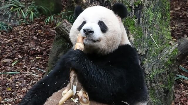 Close up Happy Female Panda, Mei Lan aka Rou Rou, Panda Valley, China
