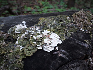 OP Arboretum on a Cool Cloudy Summer Day