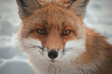 red fox in the snow