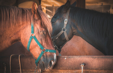 two beautiful horses in the country