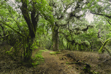 Obraz premium Lush laurisilva forest 