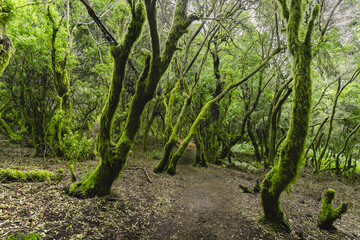 Fototapeta premium Lush laurisilva forest 