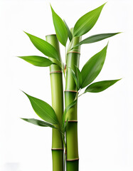 Remove the green bamboo leaves and stems.