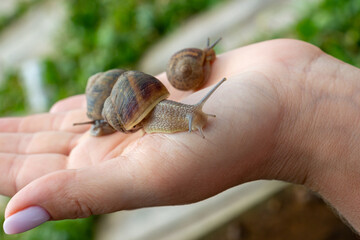 Snails close-up on the open palm of a woman’s hand. Edible snail farm, growing mollusks. Helix Aspersa Muller, Maxima Snail