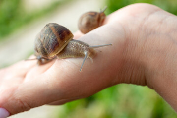 Snails close-up on the open palm of a woman’s hand. Edible snail farm, growing mollusks. Helix Aspersa Muller, Maxima Snail