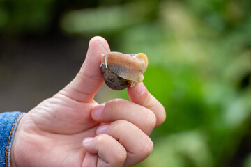 The boy is holding a snail in his hand, close-up. Edible snail farm, growing mollusks. Helix Aspersa Muller, Maxima Snail