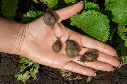 Snails close-up on the open palm of a woman&rsquo;s hand. Edible snail farm, growing mollusks. Helix Aspersa Muller, Maxima Snail
