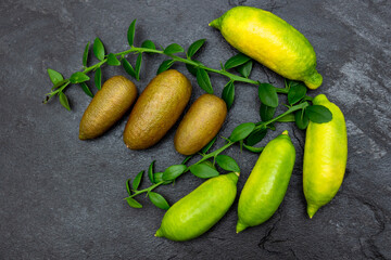 Ripe yellow-green and burgundy oblong citrus fruits on the black slate slab, close-up. Australian finger lime plant indoor growing. Microcitrus australasica, Faustrimedin