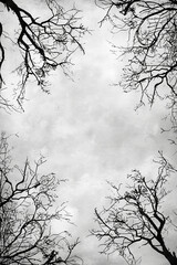 Obraz premium Gray background with a frame of abstract black and white branches intertwining , color pop contrast