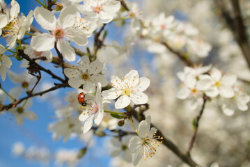 white flowers of cherry blossoms in spring with ladybug