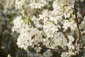 white flowers of cherry blossoms in spring with bee