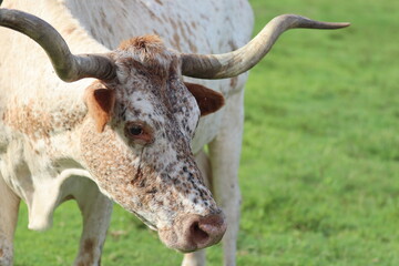 White and Tan Long Horned Cow