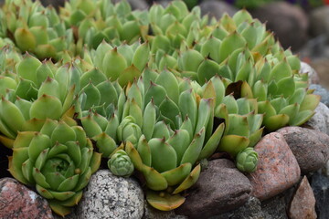 cactus in the garden