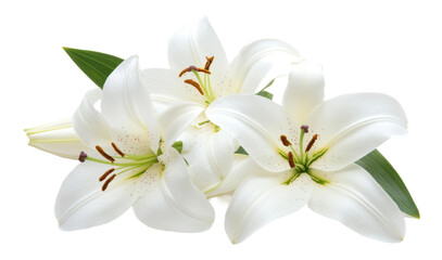 White lilies with green leaves arranged beautifully, cut out - stock png.