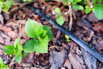 hydrangea sprout was obtained using layering. Drip irrigation system. Mulching with tree bark