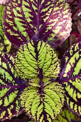 abstract background with flowers