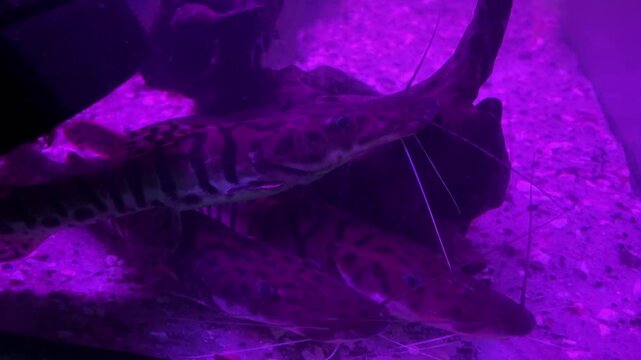 Pseudoplatystoma tigrinum, tiger sorubim or caparari swims in a dark pond with red lighting. Decorative catfish