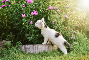 Little black and white kitten sniffing flowers in the garden, sunny summer day