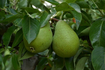 Ripe Pears on a Branch in a Garden

Зрелые груши на ветке в саду

Стиглі груші на гілці в саду