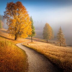 Naklejka premium A winding path leads through a misty, rural landscape, with tall trees and golden foliage in the distance