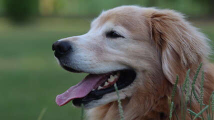 Golden Retriever Happy Face