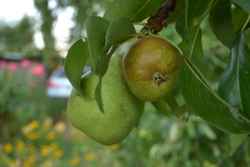 Ripe Pears on a Branch in a Garden