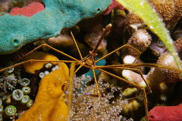 A yellowline arrow crab, Stenorhynchus seticornis, marine life underwater in the Caribbean sea, natural scene, Panama, Central America