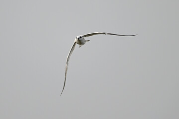 junge Brandseeschwalbe // young Sandwich tern (Thalasseus sandvicensis) 