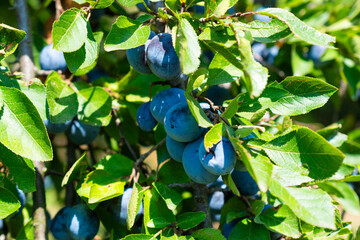 plums on a branch