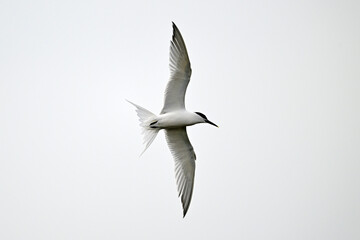 Brandseeschwalbe // Sandwich tern (Thalasseus sandvicensis) 