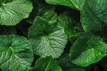 Burdock leaf detail in vibrant green: an in-depth close-up perspective