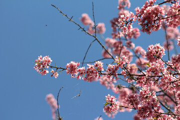 tree branches with pink flowers. beautiful flowers on the branches under the blue sky. beautiful pink plants with selective focus.